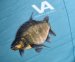 Бафф Veduta UPF50+ Feeder Fish